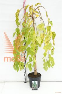 http://twentheplant.nl/tsd/69506_MOAPENDU_S120C10_1.jpg