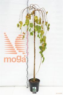 http://twentheplant.nl/tsd/69506_MOAPENDU_s2000810c20_1.jpg