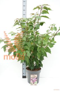 http://twentheplant.nl/tsd/81210_PRSKANZA_9C12125150_1.jpg