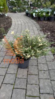 Juniperus horizontalis "Andorra Compacta Variegata" |FI:20-30|C2