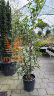 Photinia fraseri "Red Robin" |150-175|C15