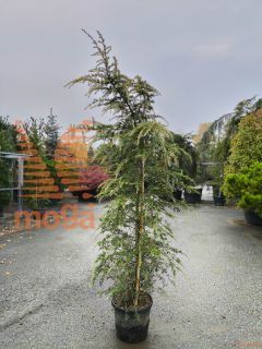 Cedrus deodara "Aurea" |175-200|C