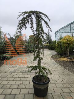 Cedrus deodara "Pendula" |200-250|C