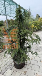 Taxus baccata "Dovastoniana" |80-100|C