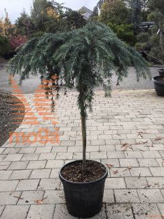 Cedrus deodara "Feelin'Blue" ® |Half standard|FI:40-60|C