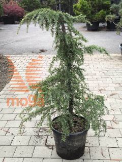 Cedrus deodara "Feelin'Blue" ® |100-125|Extra|C40