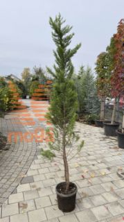 Cupressus macrocarpa "Goldcrest" |150-175|C