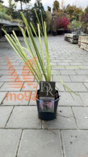 Cortaderia selloana "Rosea" |P