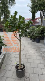 Citrus sinensis |Half standard|P