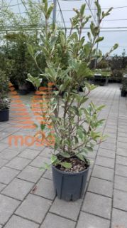 Photinia fraseri "Pink Marble" ® |80-100|C