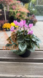 Cyclamen persicum |P10