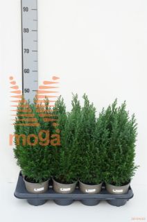 http://twentheplant.nl/tsd/96031_CHLELLWO_8P13040050_1.jpg