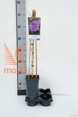 http://twentheplant.nl/tsd/90550_CLROLLER_8PSP_1.jpg