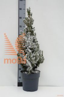 http://twentheplant.nl/tsd/500139_PIGCSNOW_8P23080090_1.jpg