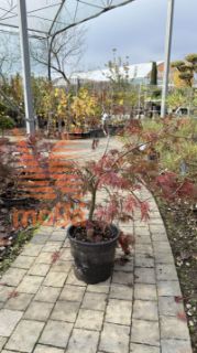 Acer palmatum "Inaba Shidare" |80-100|C10