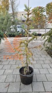 Larix kaempferi "Diana" |100-125|C