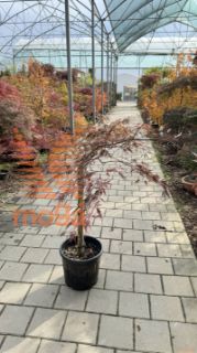 Acer palmatum "Dissectum Inaba Shidare" |Half standard|FI:60-80|C