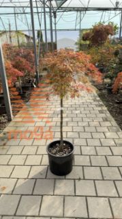 Acer palmatum "Dissectum Viridis" |Half standard|FI:60-80|C