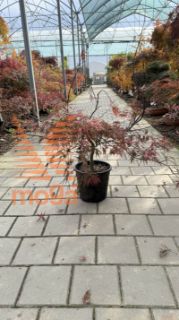 Acer palmatum "Dissectum Garnet" |80-100|C10