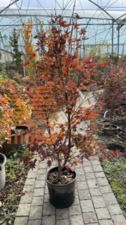 Acer palmatum "Fire Glow" |80-100|C