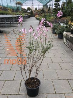 Gaura lindheimeri "Rosy Jane" |C2