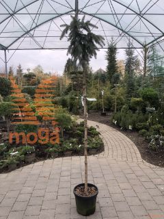 Picea pungens "Glauca Pendula" |Stem 180 cm|C