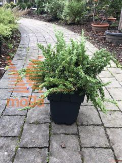 Juniperus conferta "Schlager" |20-40|C2