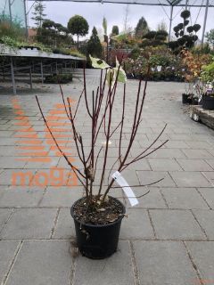 Cornus alba "Elegantissima" |40-60|C