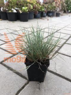 Festuca glauca "Elijah Blue" |P9