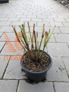 Persicaria amplexiculis "Speciosa" |C2