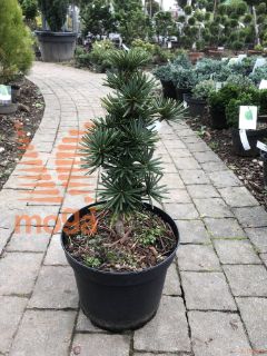 Sciadopitys verticillata "Sternschnuppe" |20-30|C3