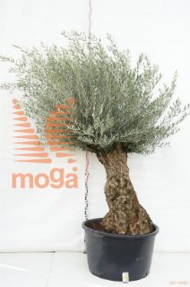 http://twentheplant.nl/tsd/83219_OLEUROPA_VOBREF85_1.jpg