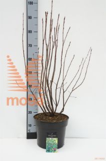 http://twentheplant.nl/tsd/58250_AMSPICAT_8P26060080_1.jpg