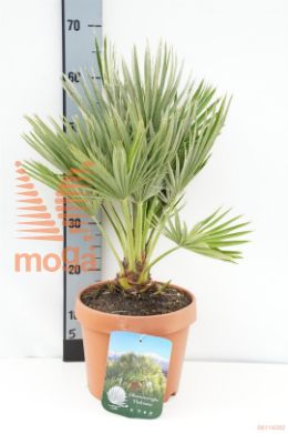 http://twentheplant.nl/tsd/500469_CHHVULCA_8P22030040_1.jpg