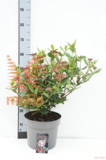 http://twentheplant.nl/tsd/88050_VITGWENL_8P26040050_1.jpg