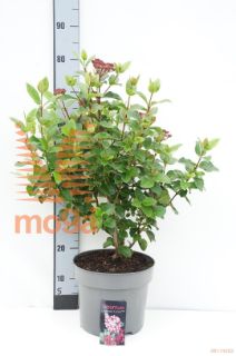 http://twentheplant.nl/tsd/88050_VITLLORE_8P26040050_1.jpg