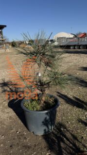 Pinus jeffreyi "Joppi" |40-60|C