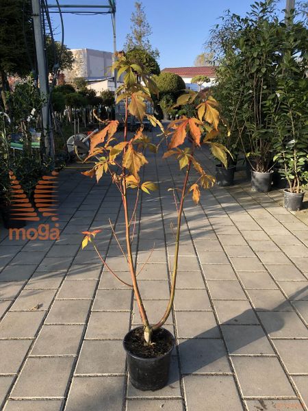 Hibiscus moscheutos "Carousel Ghost"