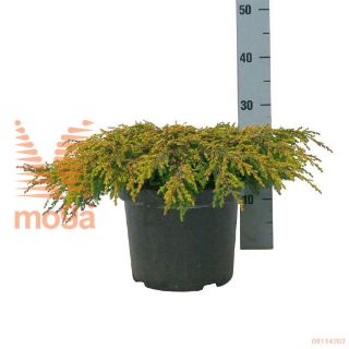 http://twentheplant.nl/tsd/55037_JUCGOLDS_8P26040050_2.jpg