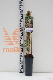 http://twentheplant.nl/tsd/90550_TRASMILA_8PSP_1.jpg