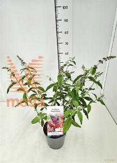 http://twentheplant.nl/tsd/91250_BUDFPOWE_8P19040050_2.jpg