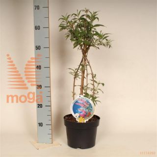 http://twentheplant.nl/tsd/82093_BUDPDELI_8P19050060_2.jpg