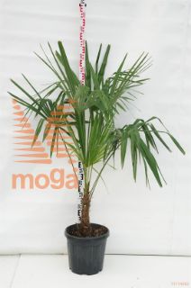 http://twentheplant.nl/tsd/93675_TRFORTUN_S020030C20_1.jpg