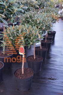 http://twentheplant.nl/tsd/93201_RHOKARMI_S060C154050_2.jpg