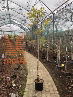 Juglans regia "Franquete" |150-200|SEJANEC|C