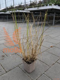 Pennisetum alopecuroides "Japonicum" |P9