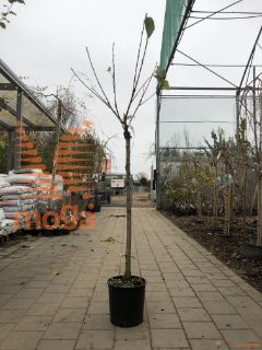 Prunus avium "New Star" |6/8|Half standard|SEJANEC|C