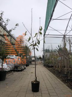 Prunus avium "Regina" |6/8|Half standard|SEJANEC|C