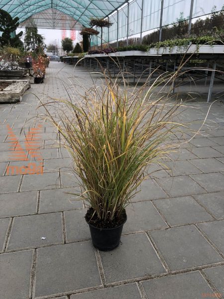 Miscanthus sinensis "Serengeti"