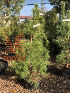 Pinus sylvestris |100-125|C